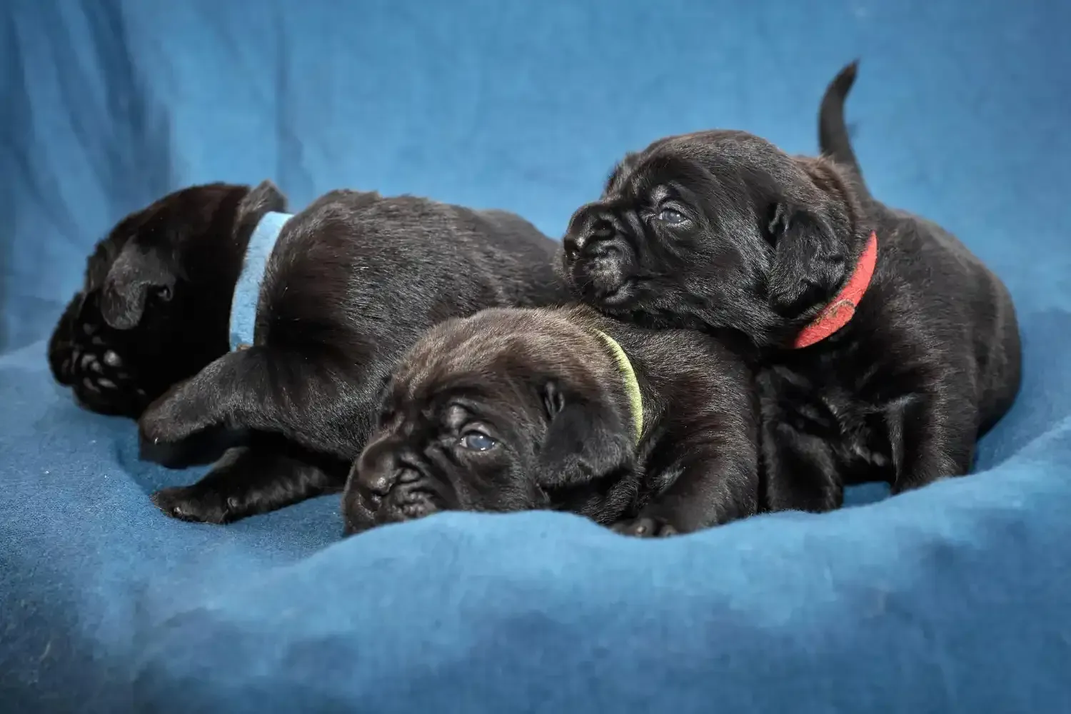 Three black puppies resting on a blue blanket, one wearing a red collar