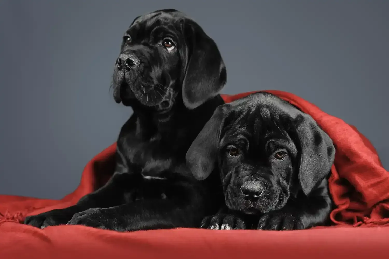 Two black dogs lying on a red blanket against a gray background
