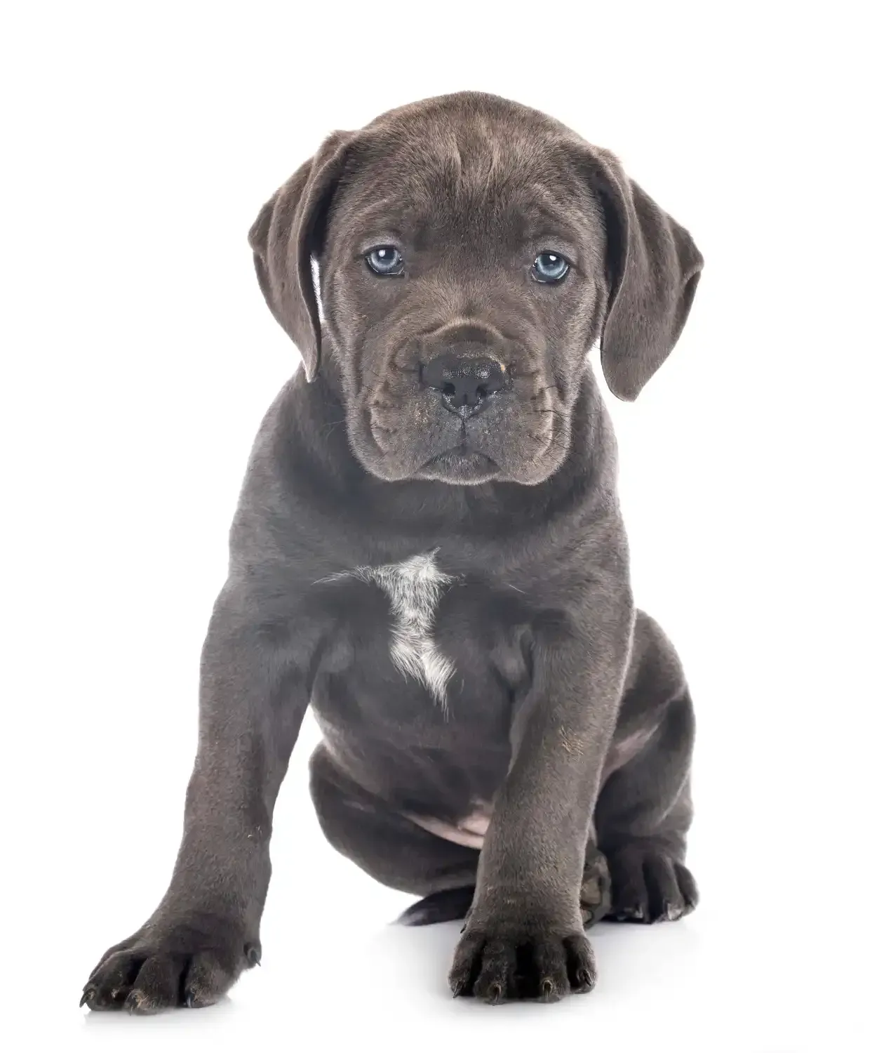 Chocolate brown puppy with a white chest patch, sitting and facing forward on a white background