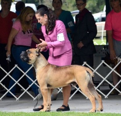 trusted dog breeding burlison