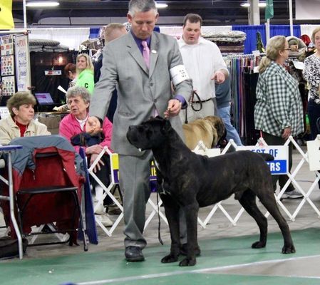 breeder in burlison