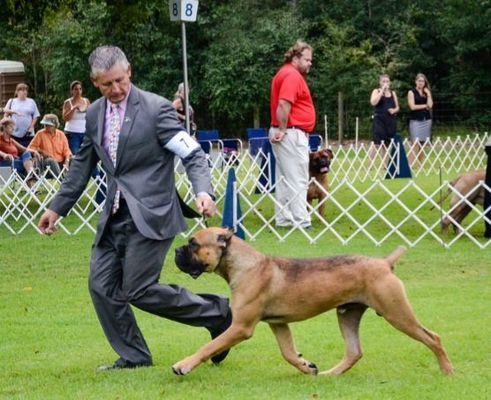 dog breeder burlison