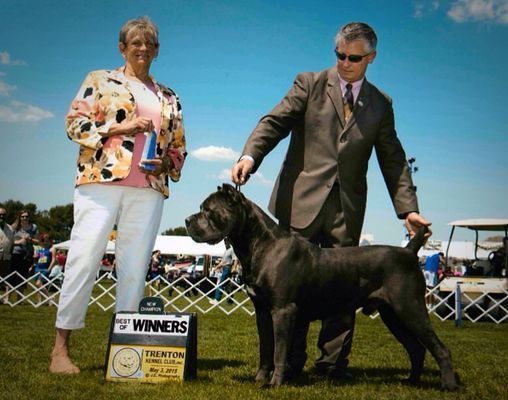 river bluff cane corso dog