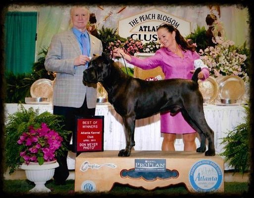 top-notch dog breeder in burlison tn