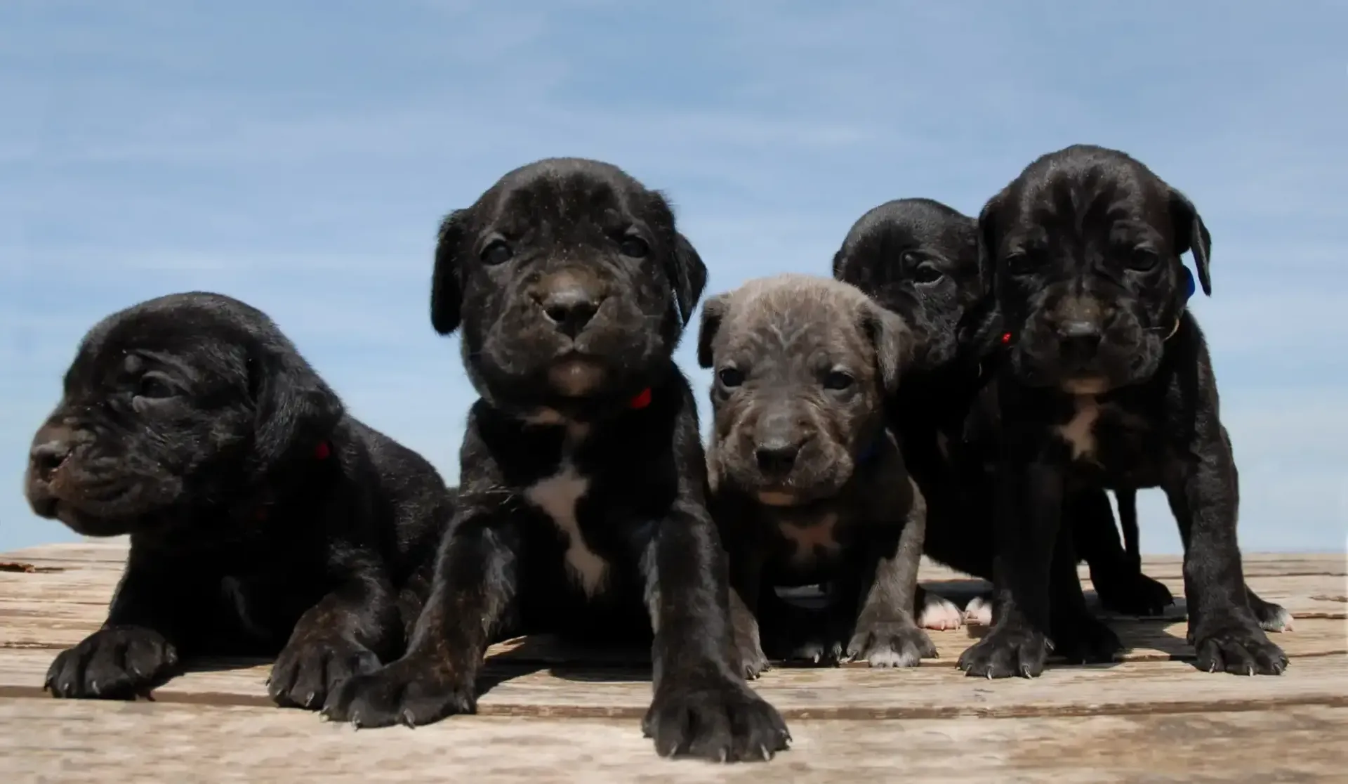 Four black puppies and one tan puppy sit on a wooden dock against a blue sky.