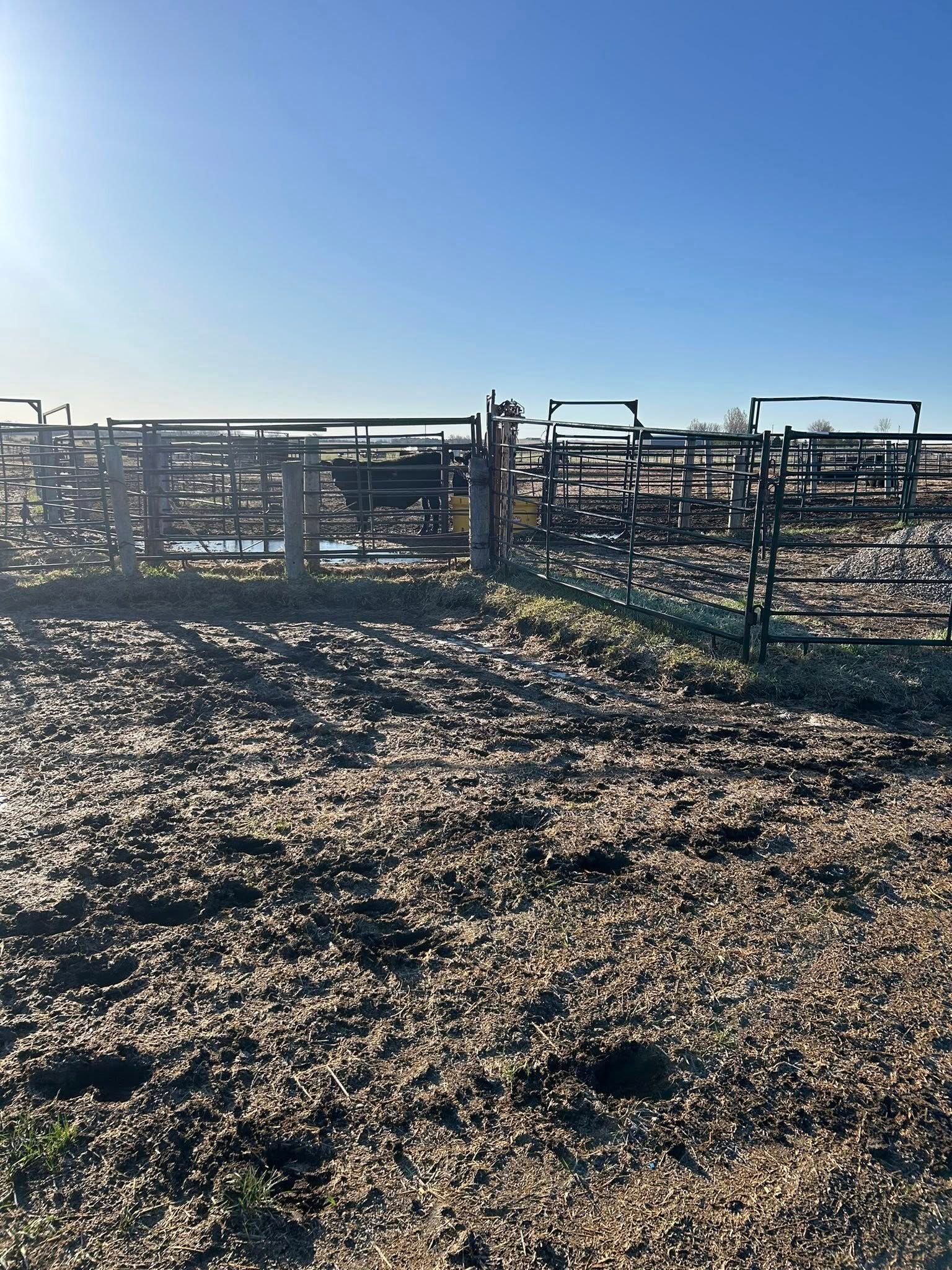 Cattle pens under a clear blue sky, dirt ground with scattered debris and animal tracks.