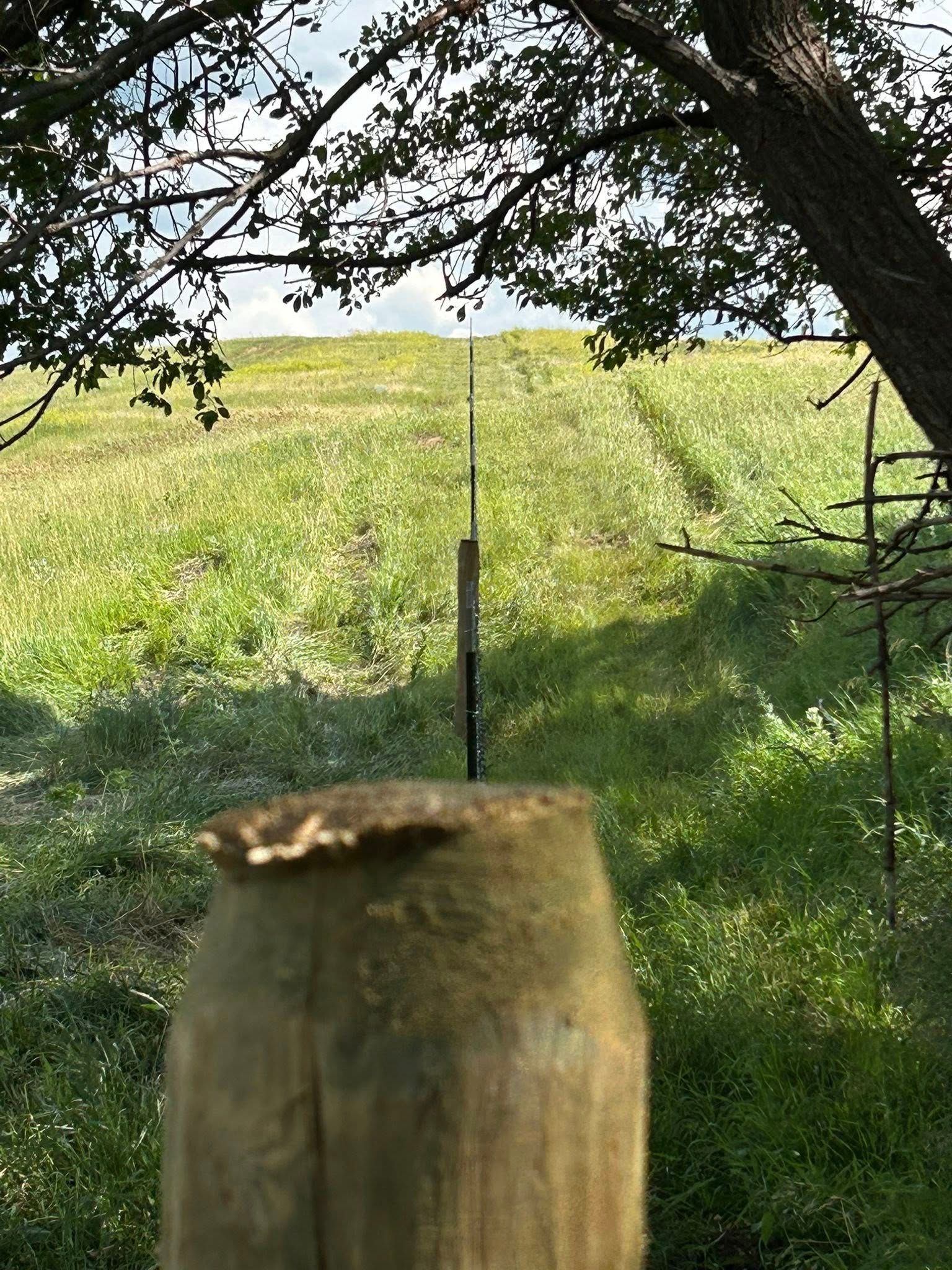 Fishing rod on wooden post, set in a grassy field under tree branches.