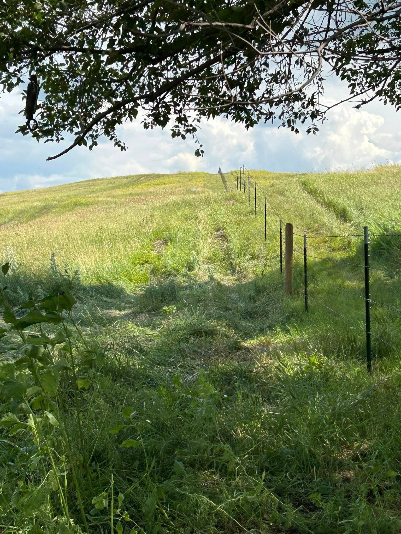 Grassy hillside with fence posts. Sunlight filters through tree branches. Cloudy sky.