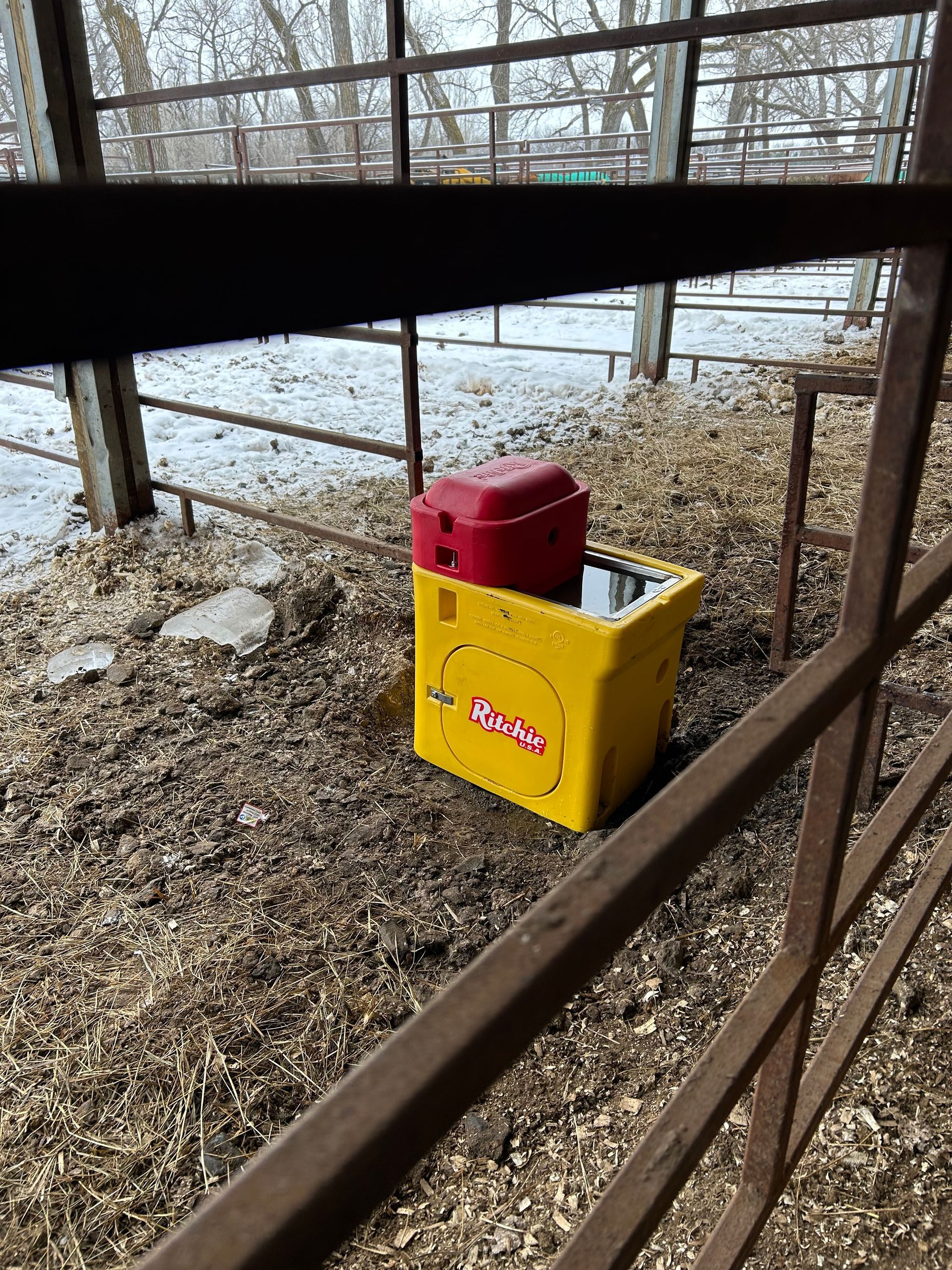 Yellow and red livestock waterer in a pen filled with wood shavings, framed by metal bars.