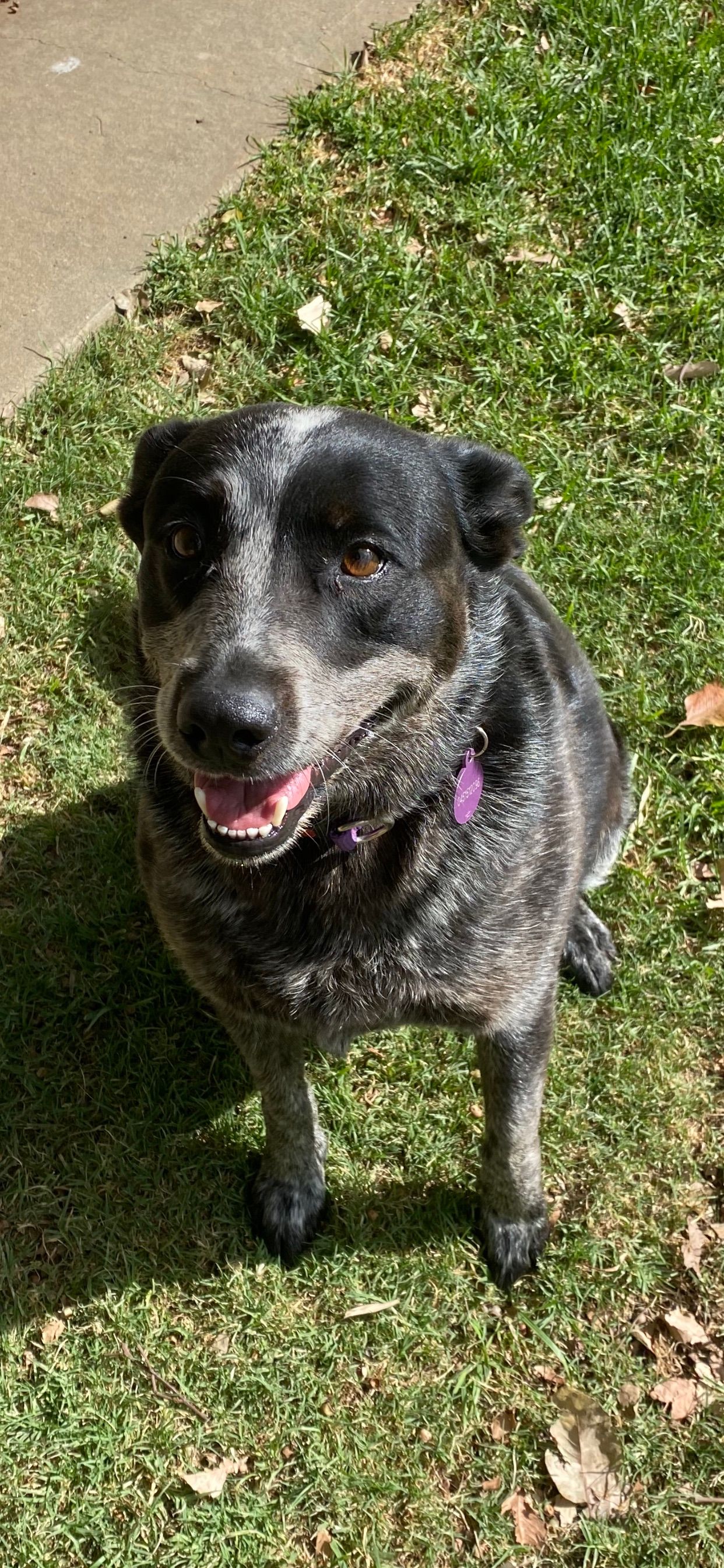 Boarding for Cats & Dogs Tamworth Precious Pets Boarding Kennels