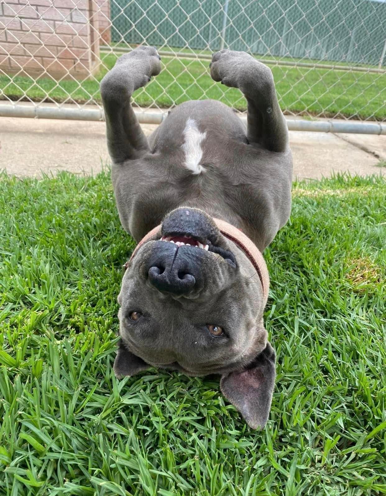 Dog Boarding Kennels Tamworth Precious Pets Boarding Kennels