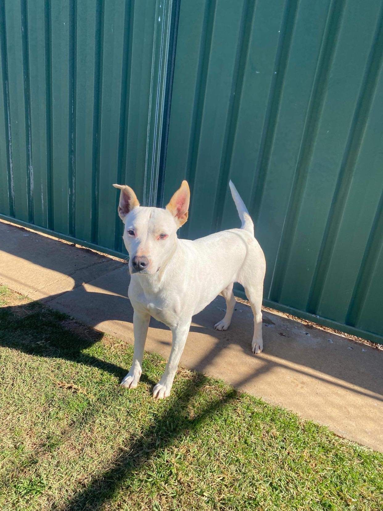 Boarding for Cats & Dogs Tamworth Precious Pets Boarding Kennels
