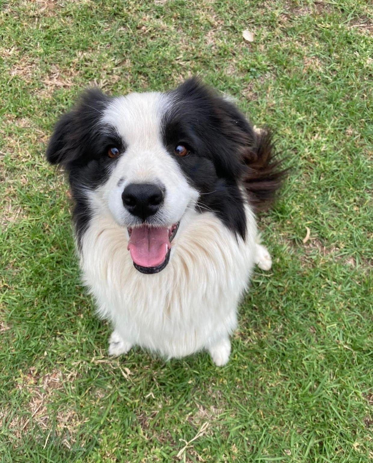 Dog Boarding Kennels Tamworth Precious Pets Boarding Kennels