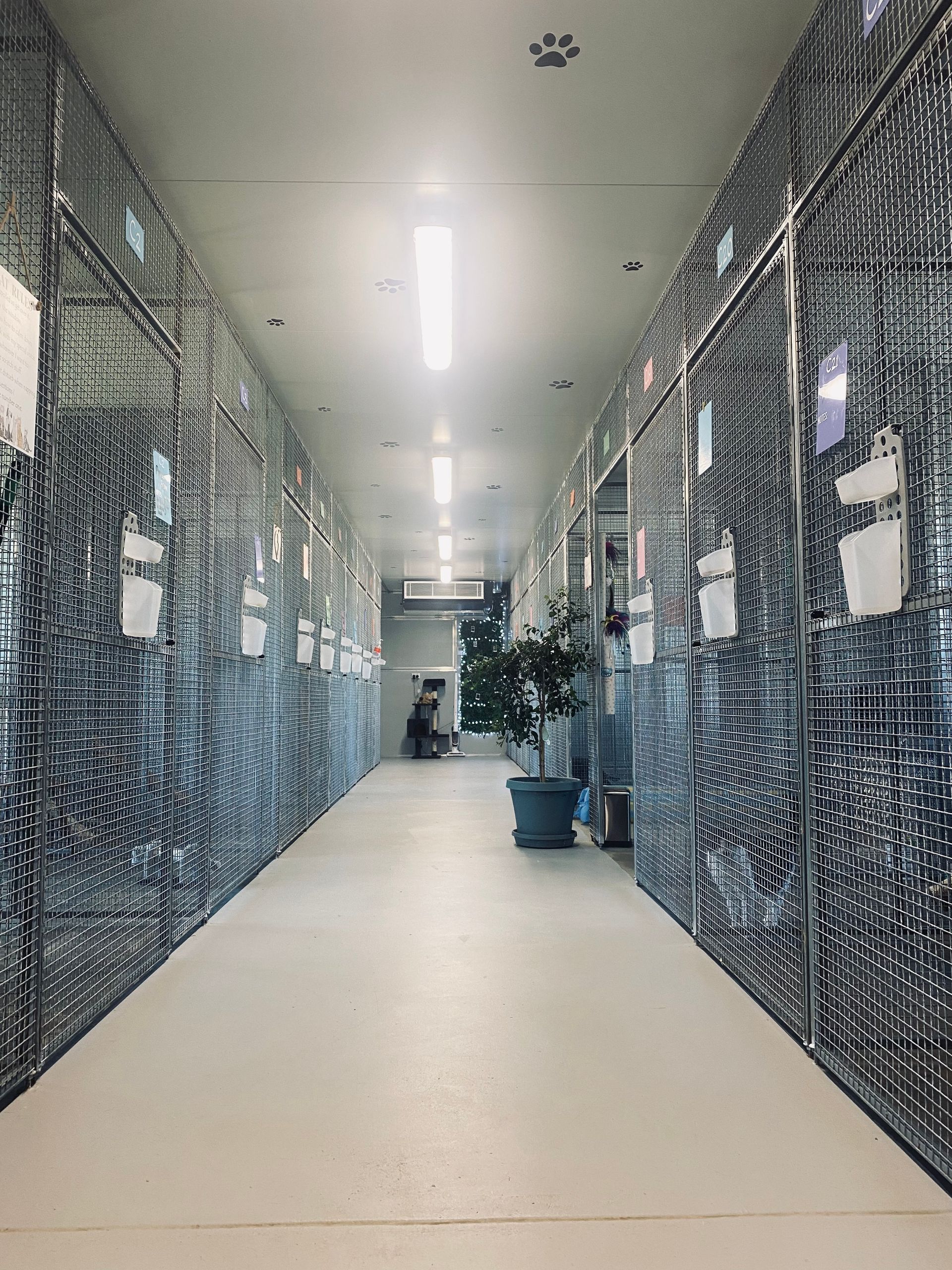 Boarding for Cats & Dogs Tamworth Precious Pets Boarding Kennels