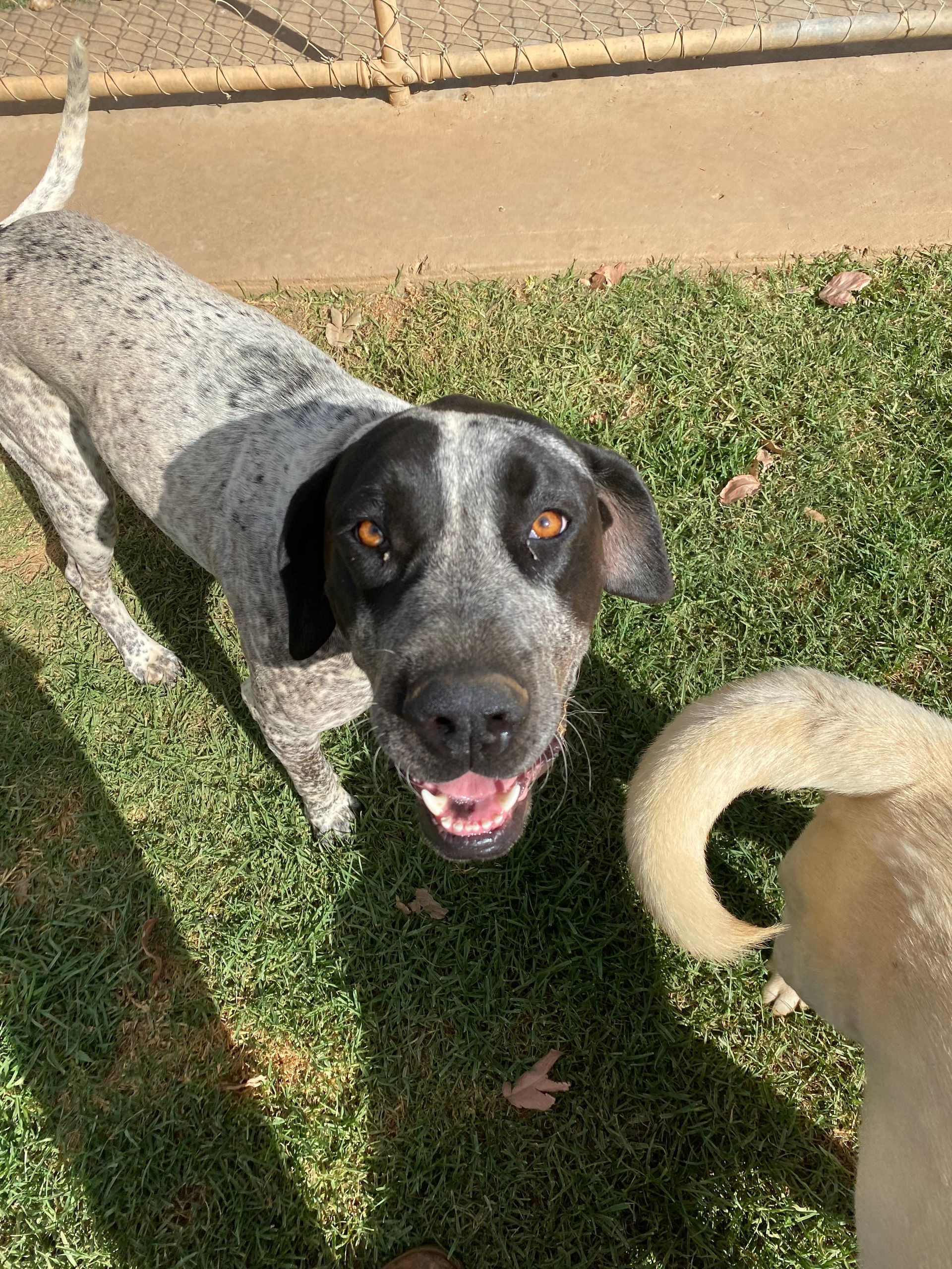 Boarding for Cats & Dogs Tamworth Precious Pets Boarding Kennels
