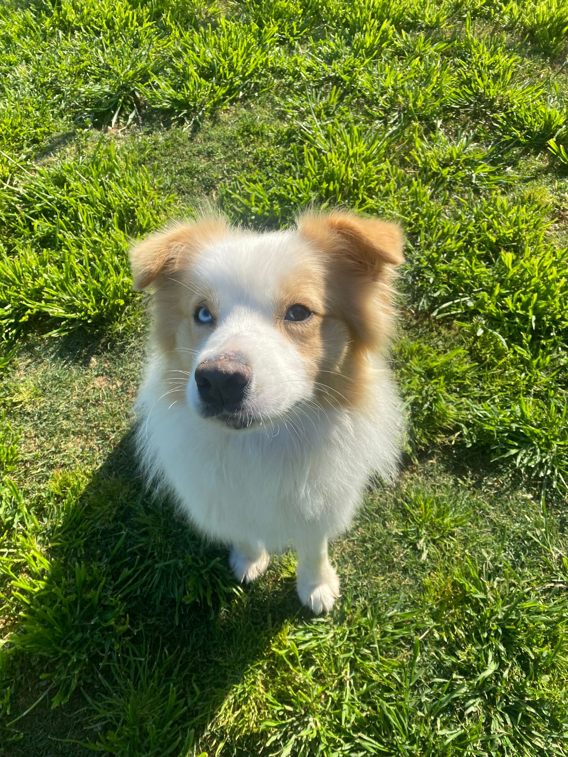 Boarding for Cats & Dogs Tamworth Precious Pets Boarding Kennels