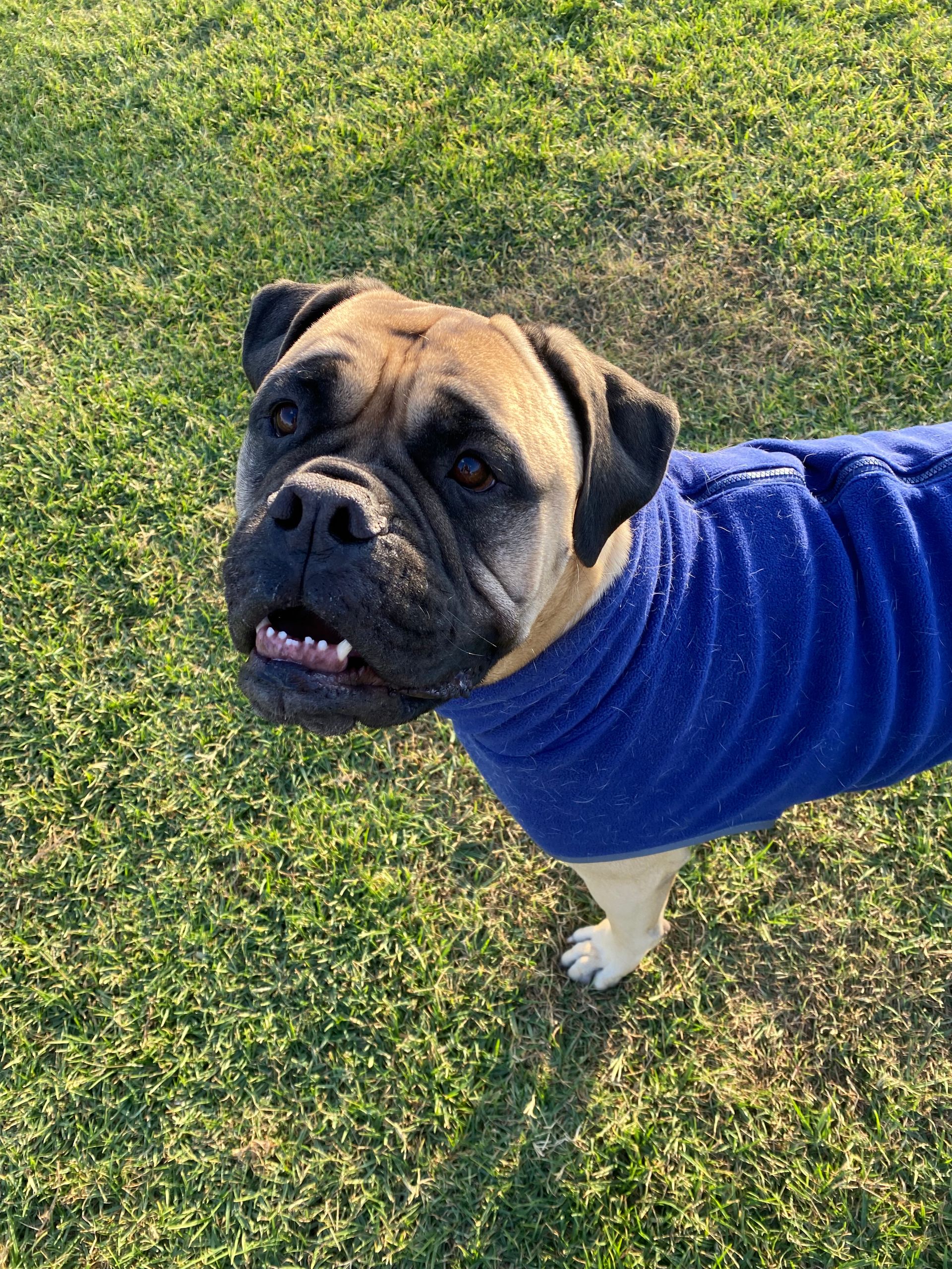 Dog Boarding Kennels Tamworth Precious Pets Boarding Kennels