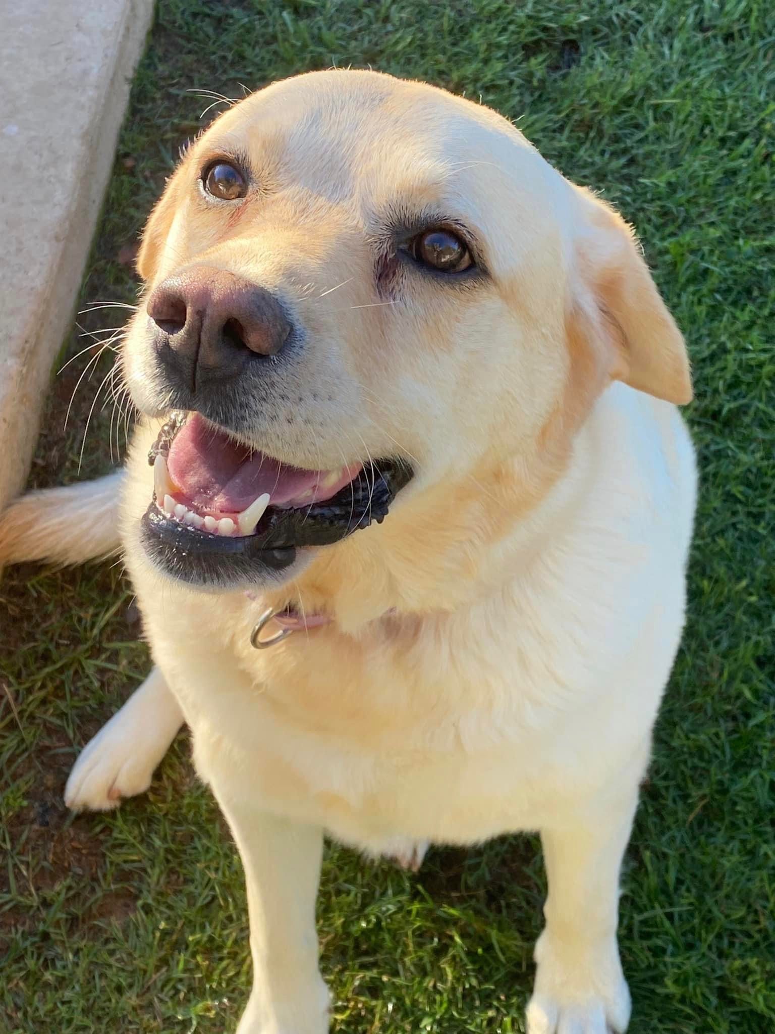 Dog Boarding Kennels Tamworth Precious Pets Boarding Kennels
