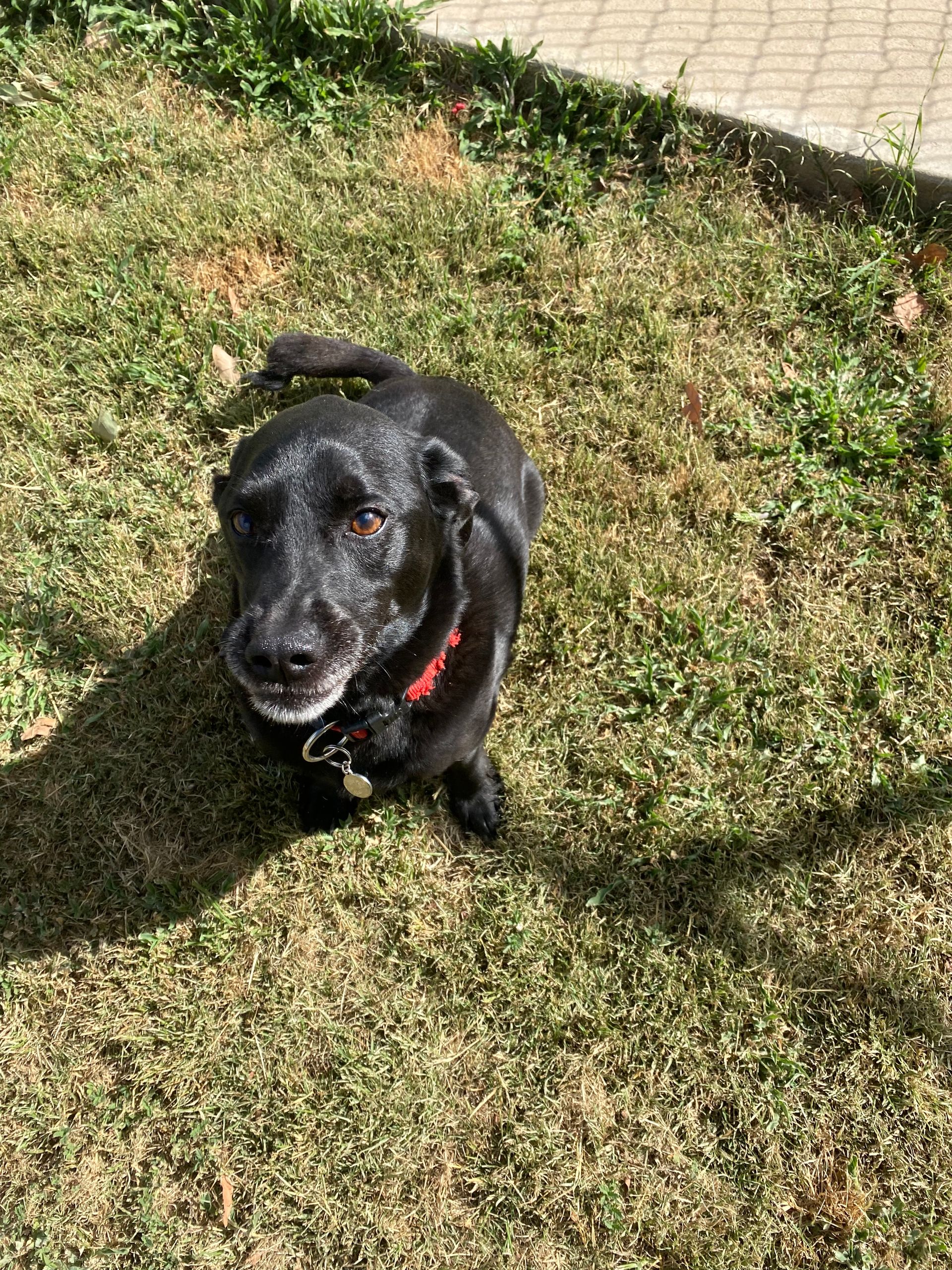 Boarding for Cats & Dogs Tamworth Precious Pets Boarding Kennels