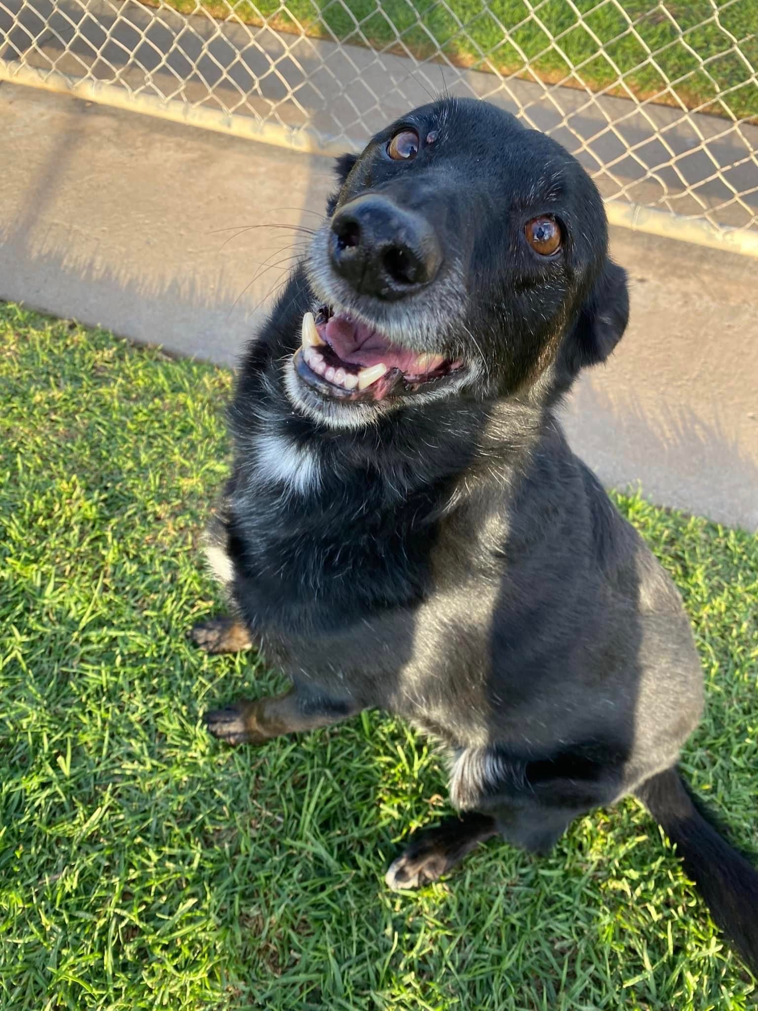 Boarding for Cats & Dogs Tamworth Precious Pets Boarding Kennels