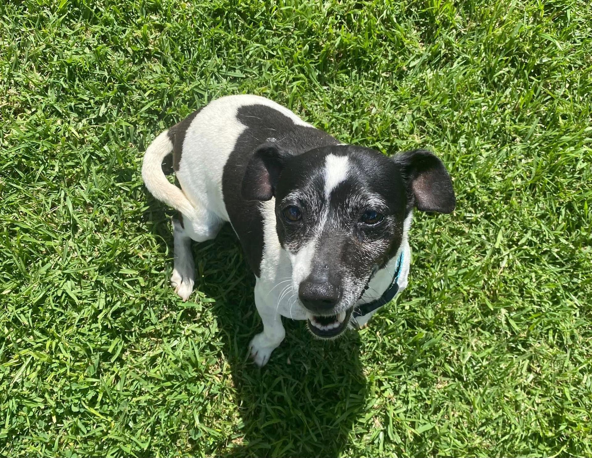 Dog Boarding Kennels Tamworth Precious Pets Boarding Kennels