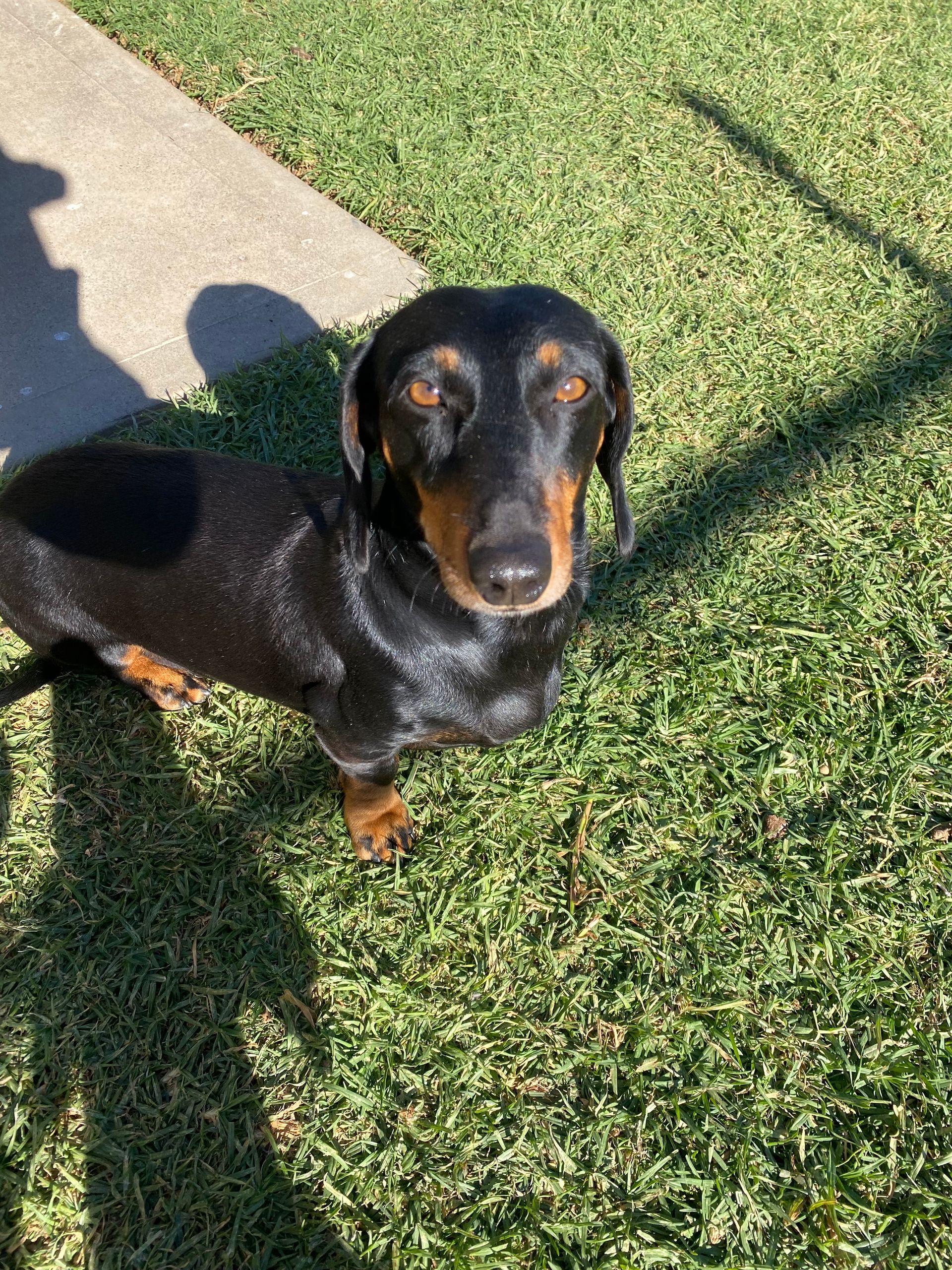 Boarding for Cats & Dogs Tamworth Precious Pets Boarding Kennels