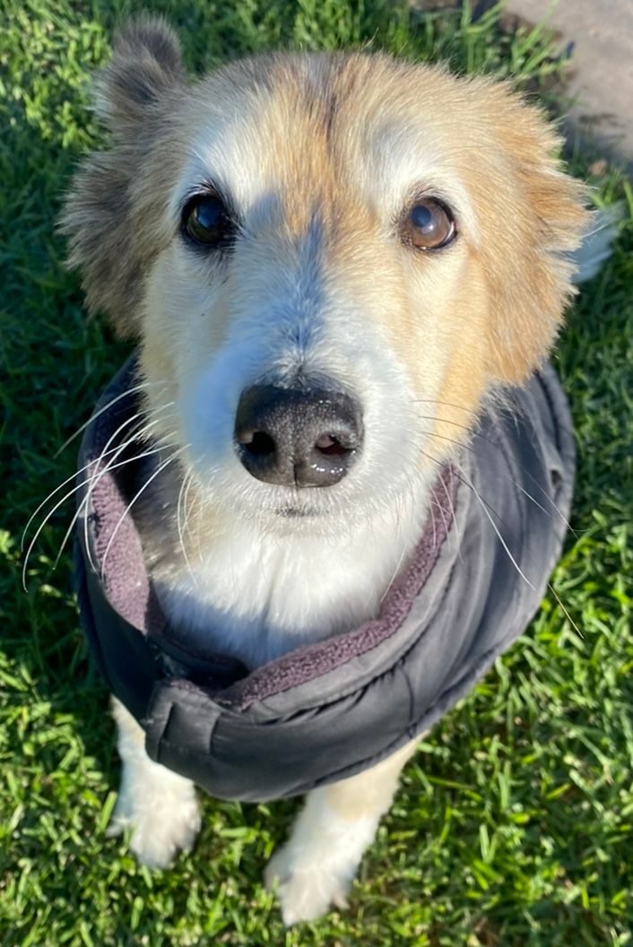 Dog Boarding Kennels Tamworth Precious Pets Boarding Kennels