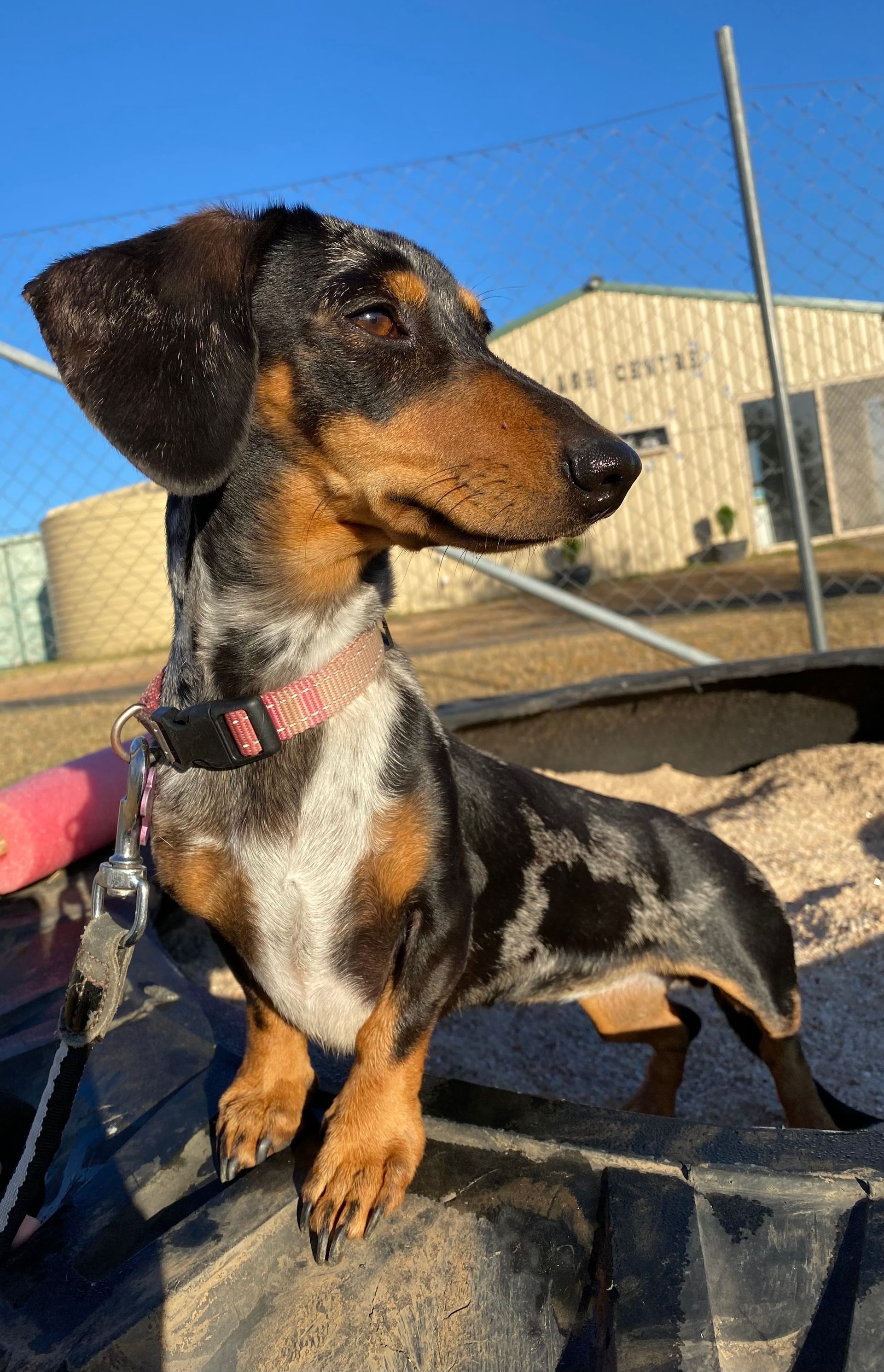 Boarding for Cats & Dogs Tamworth Precious Pets Boarding Kennels