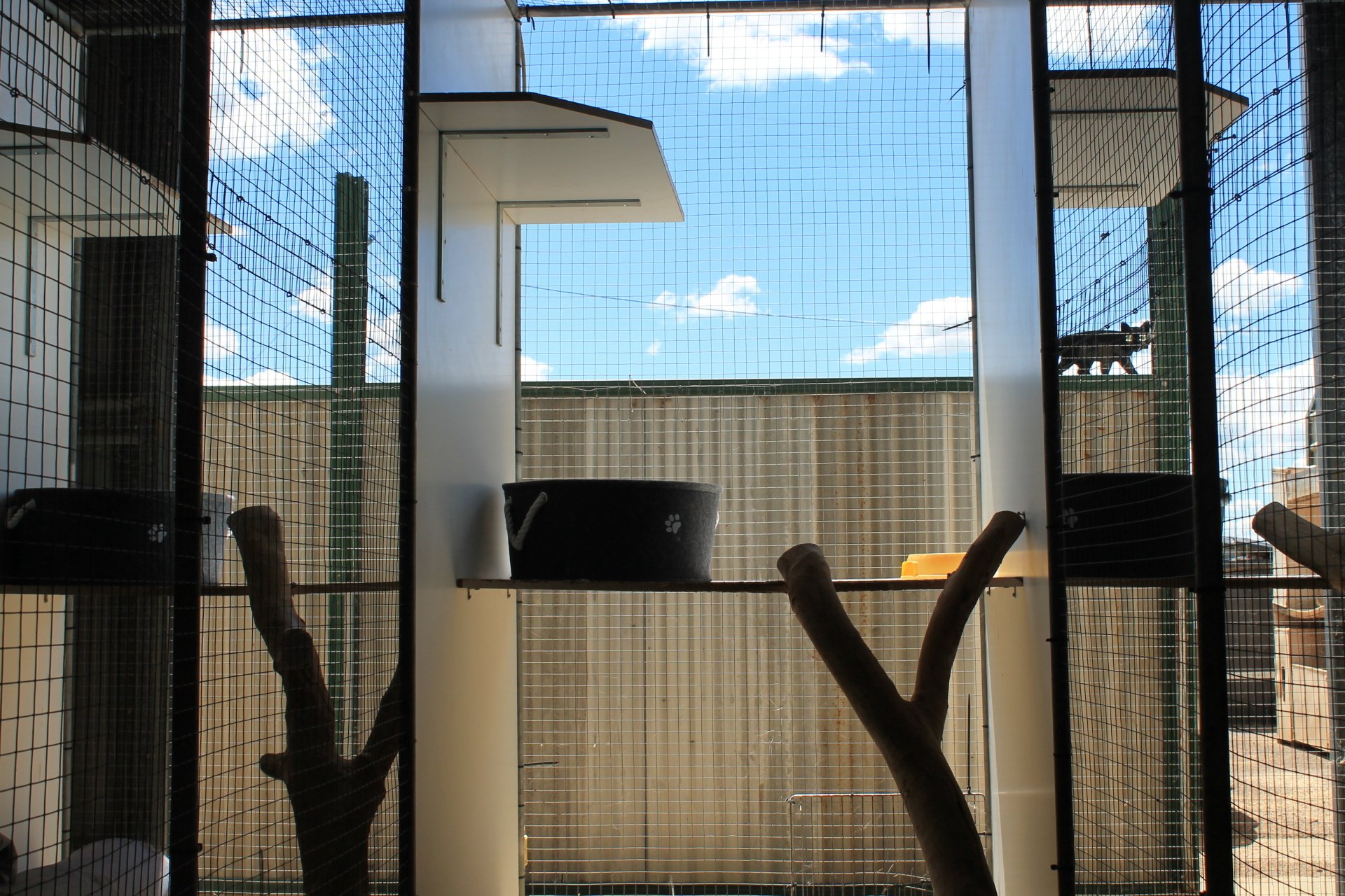 Cat Boarding & Hotels Tamworth Precious Pets Boarding Kennels