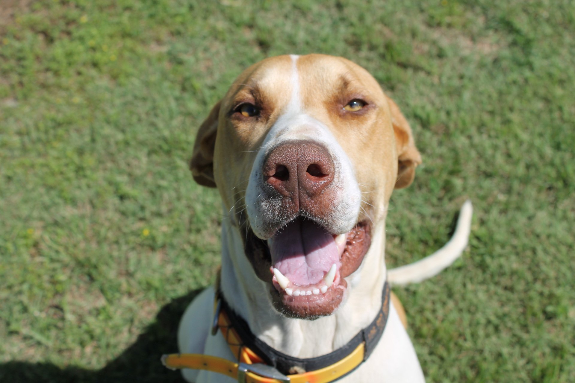 Dog Boarding Kennels Tamworth Precious Pets Boarding Kennels