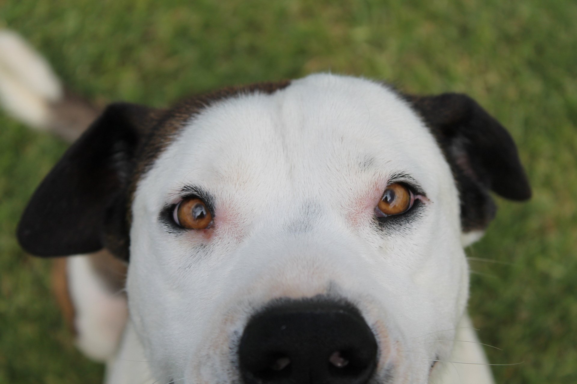 Dog Boarding Kennels Tamworth Precious Pets Boarding Kennels