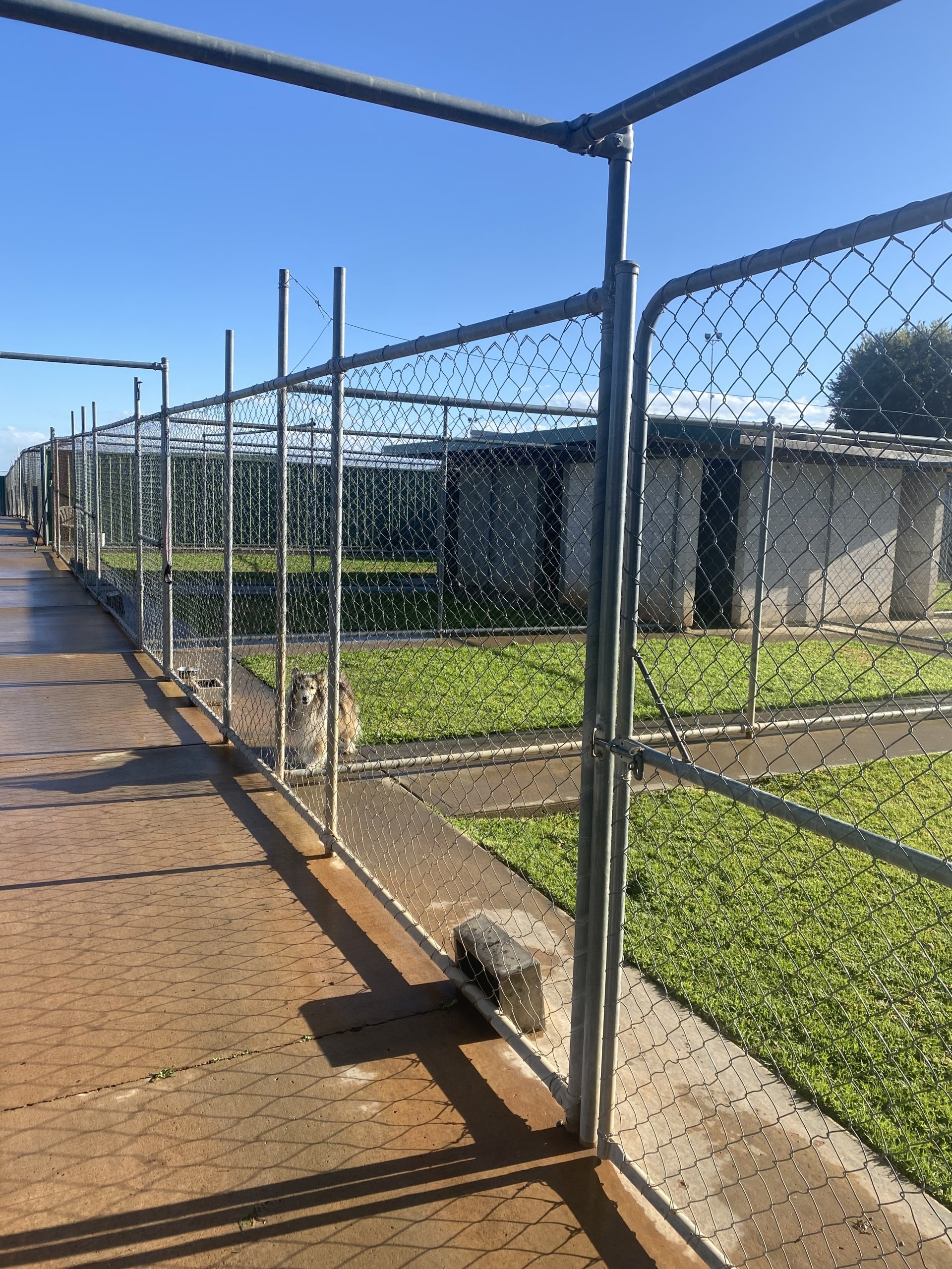 Dog Boarding Kennels Tamworth Precious Pets Boarding Kennels
