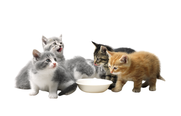 Kittens Eating From Food Bowl - Tamworth - Precious Pets Boarding Kennels & Cattery Centre Kittens Eating From Food Bowl - Tamworth - Precious Pets Boarding Kennels & Cattery Centre