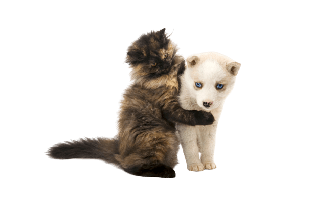 Kitten Hugging The Puppy - Tamworth - Precious Pets Boarding Kennels & Cattery Centre