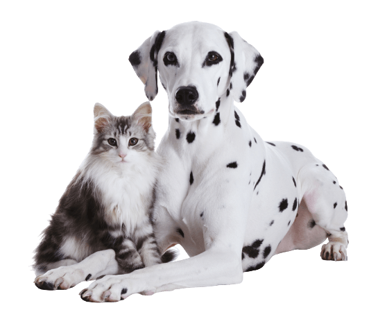 Dalmatian Dog And Norwegian Forest Cat - Tamworth - Precious Pets Boarding Kennels & Cattery Centre Dalmatian Dog And Norwegian Forest Cat - Tamworth - Precious Pets Boarding Kennels & Cattery Centre