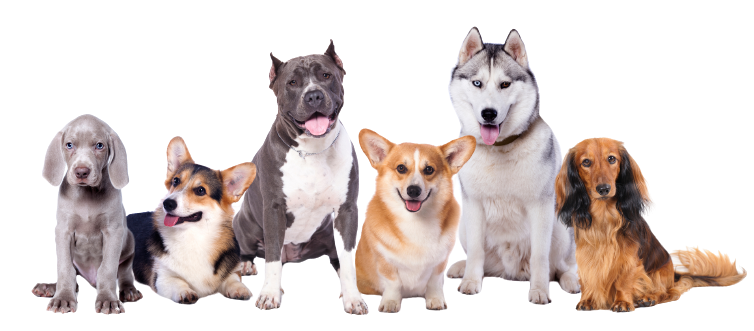 Group Of Dogs - Tamworth - Precious Pets Boarding Kennels & Cattery Centre Group Of Dogs - Tamworth - Precious Pets Boarding Kennels & Cattery Centre