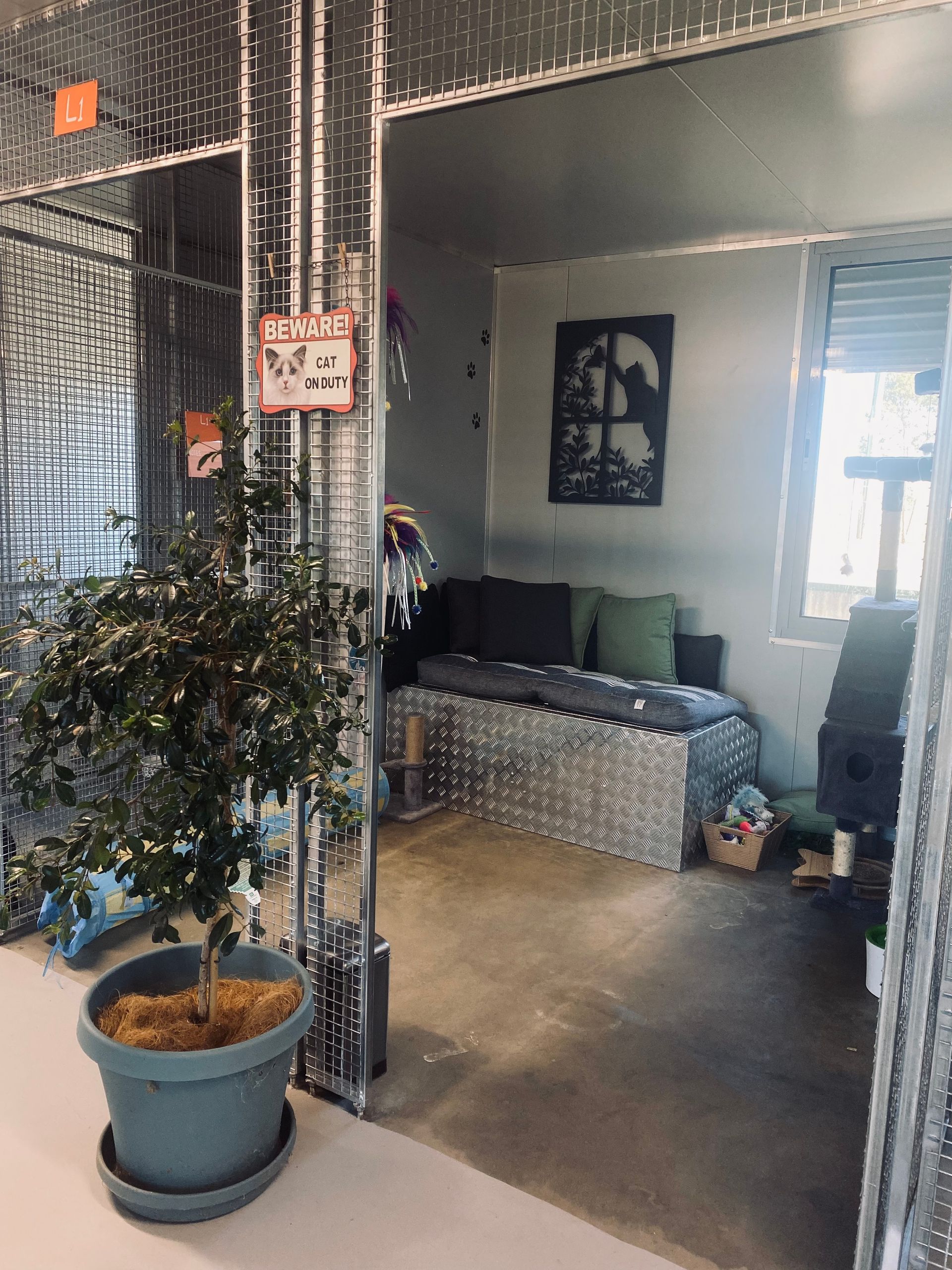 Two Young Cats - Tamworth - Precious Pets Boarding Kennels & Cattery Centre Two Young Cats - Tamworth - Precious Pets Boarding Kennels & Cattery Centre