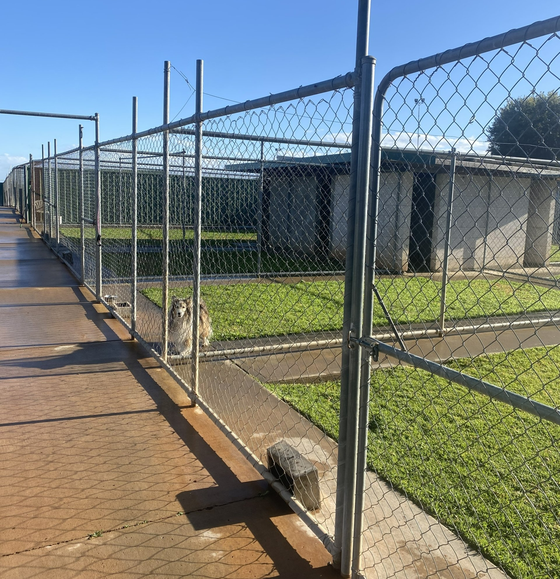 Large Group Of Various Breeds Of Dogs - Tamworth - Precious Pets Boarding Kennels & Cattery Centre Large Group Of Various Breeds Of Dogs - Tamworth - Precious Pets Boarding Kennels & Cattery Centre
