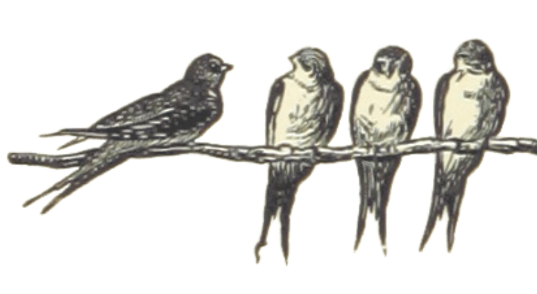 birds on a branch