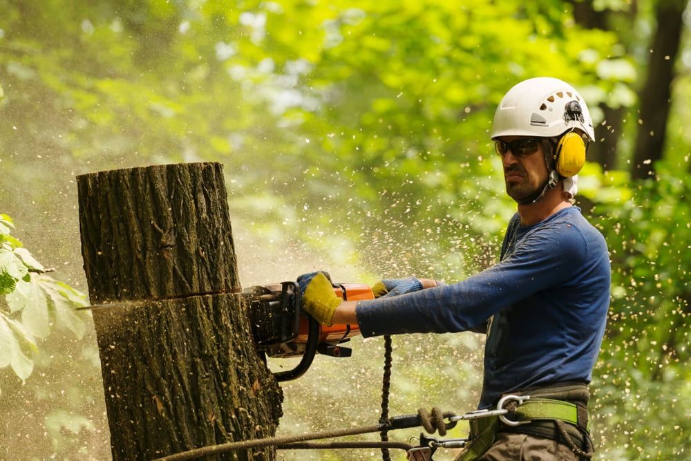 A Man Is Cutting A Tree Stump With A Chainsaw — Brown's Vegetation Management In Mulara, QLD