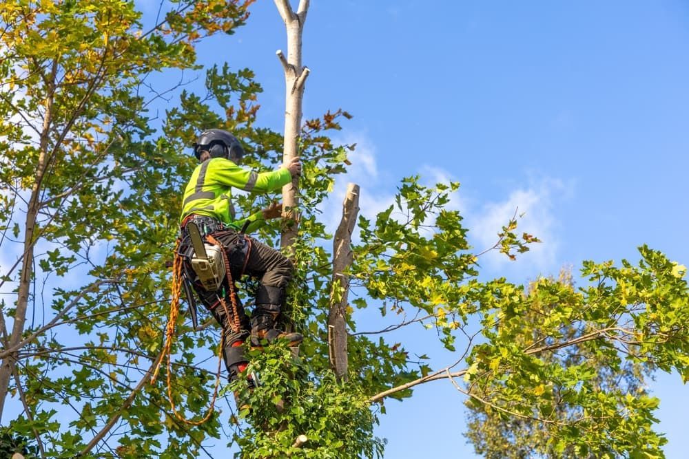 A Man Is Climbing A Tree With A Chainsaw — Brown's Vegetation Management In Mulara, QLD