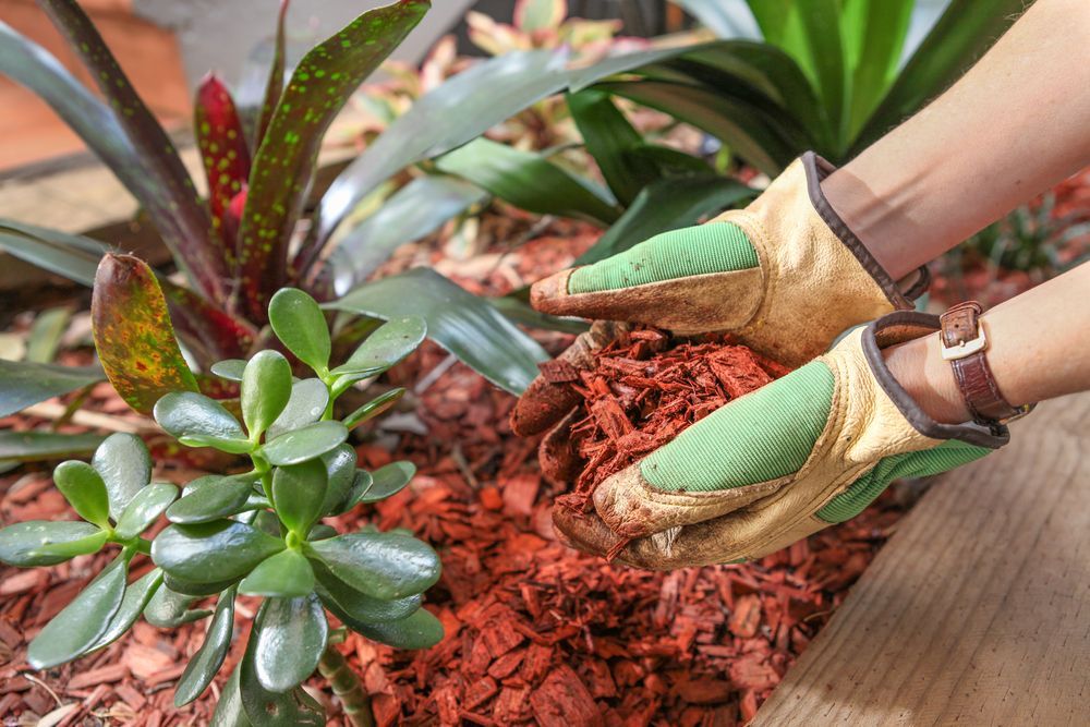 Gloved Hands Planting A Leafy Green Plant — Brown's Vegetation Management In Mulara, QLD