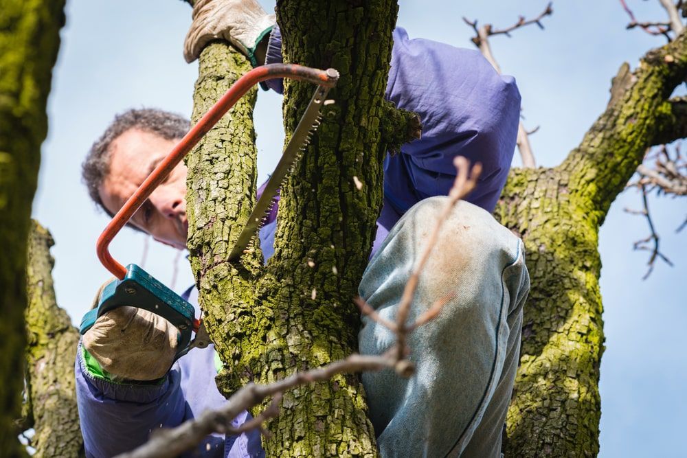 A Man Is Cutting A Tree Branch With A Saw — Brown's Vegetation Management In Mulara, QLD