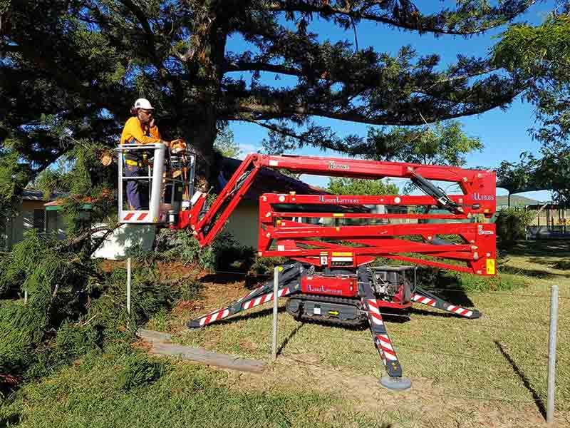 A Man Is Working On A Tree With A Crane — Brown's Vegetation Management In Mulara, QLD