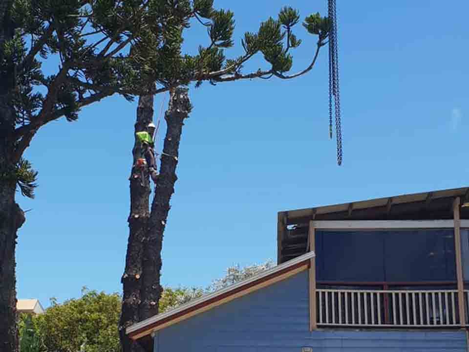 A Man Is Climbing A Tree Next To A House — Brown's Vegetation Management In Mulara, QLD