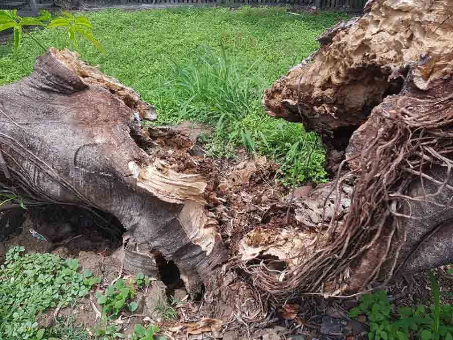 A Large Tree Stump Is Sitting In The Middle Of A Grassy Field — Brown's Vegetation Management In Mulara, QLD