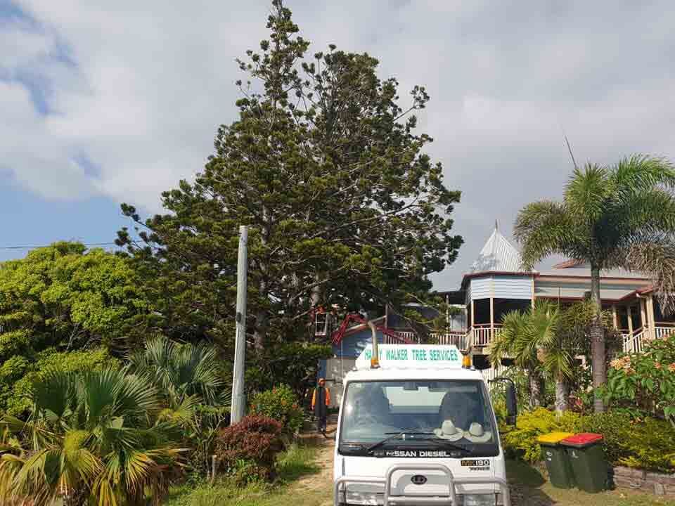 A White Truck Is Parked In Front Of A Large Tree — Brown's Vegetation Management In Mulara, QLD