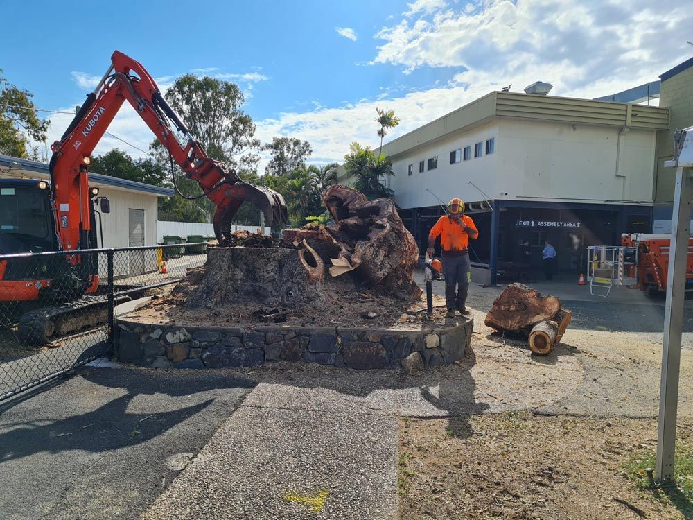 A Certified Tree Specialists At Work