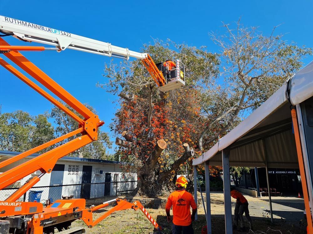 A Safe And Reliable Tree Removal Services