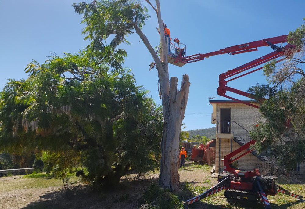 An Ongoing Tree Removal In Rockhampton